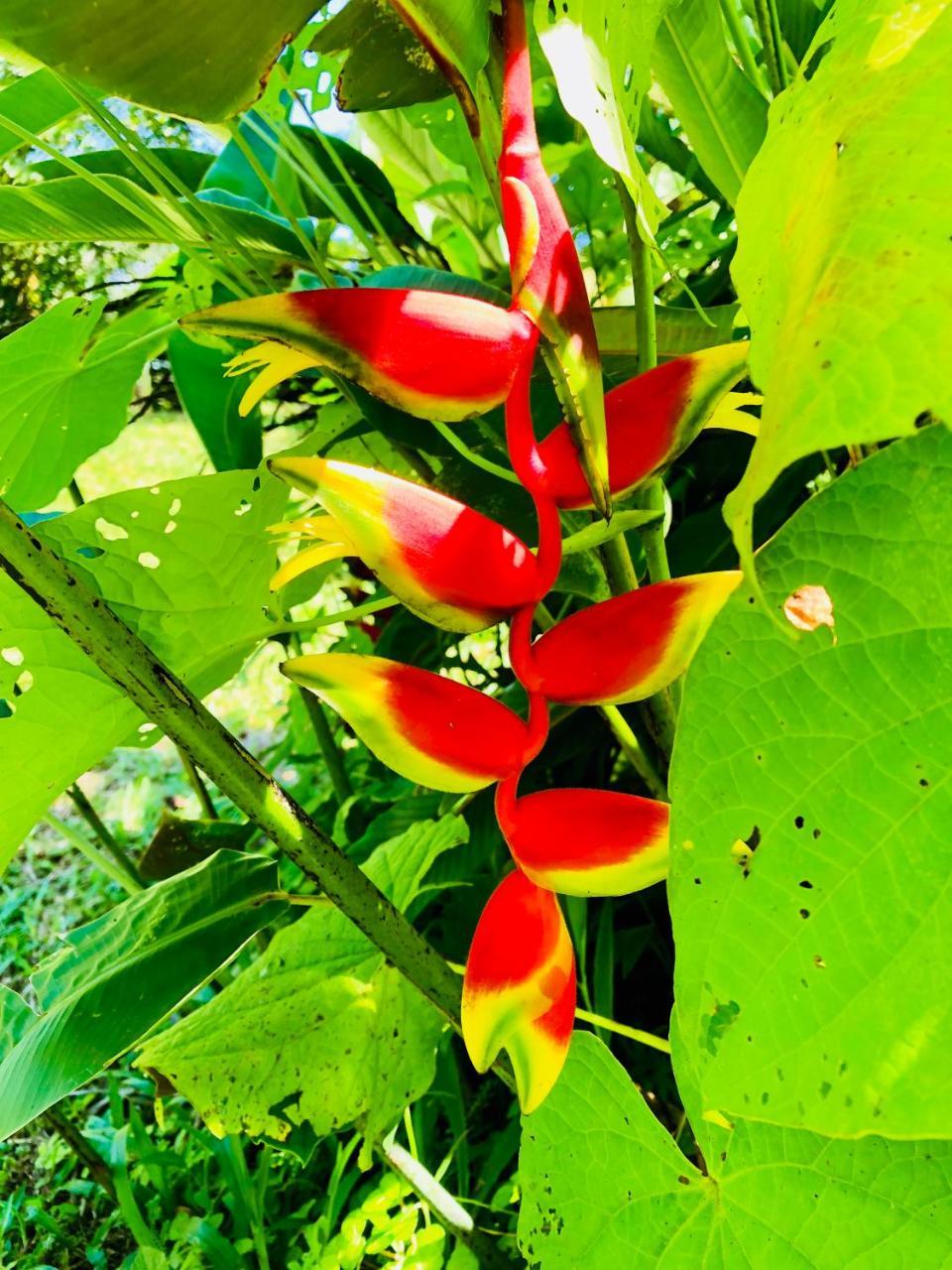 Casa Oceana Bed & Breakfast Bocas Town Exterior foto
